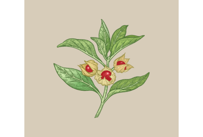 9 proprietà dell'ashwagandha