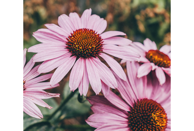 Conosci i benefici dell'echinacea?