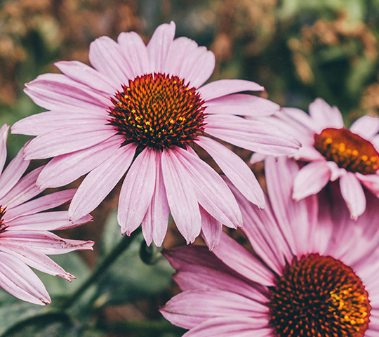 Conosci i benefici dell'echinacea?