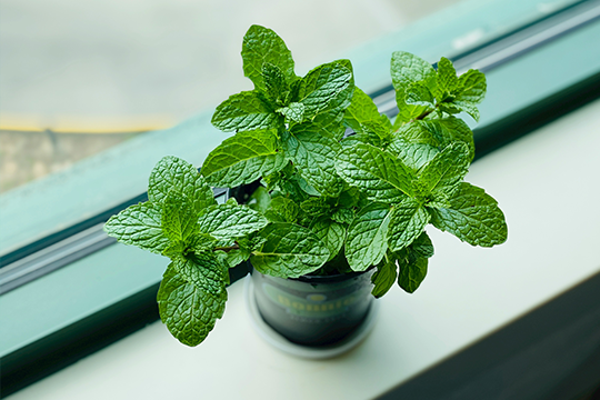 4 differenze tra menta e menta piperita